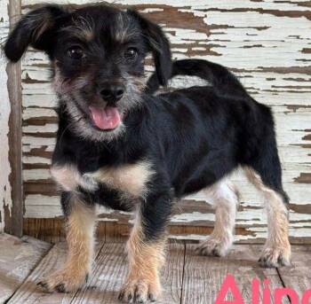 Alina -  Yorkshire Terrier and Terrier Dog for Adoption in Carrollton, Texas - Alina | PetCurious