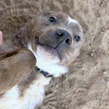 Elmer -  Mixed Breed Dog for Adoption in Bentonville, Arkansas - Elmer | PetCurious