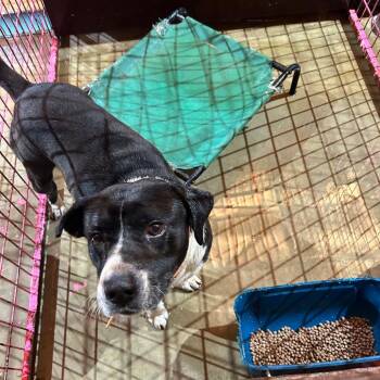 Ozzy -  Pit Bull Terrier Dog for Adoption in Madill, Oklahoma - Ozzy | PetCurious