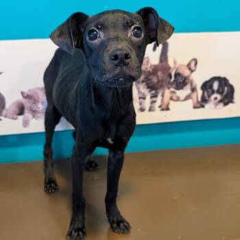 Rescue Black Labrador Retriever and Mixed Breed Dogs for Adoption in Jefferson City, Tennessee - Zeke | PetCurious