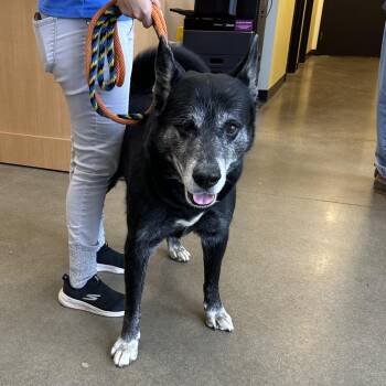 Busch -  Mixed Breed and Shepherd Dog for Adoption in York, Pennsylvania - Busch | PetCurious