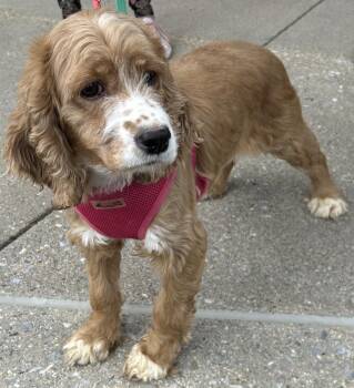 Cocker Spaniel Dogs Available for Adoption in Westminster, Maryland - Dori | PetCurious