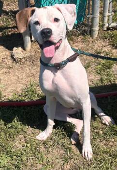 Leo -  Boxer and Labrador Retriever Dog for Adoption in New Cumberland, West Virginia - Leo | PetCurious