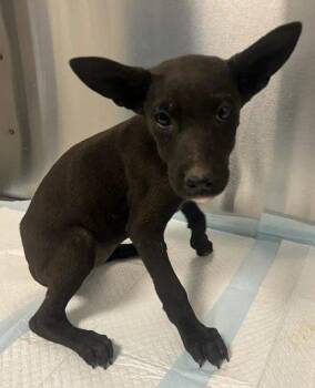 Minartha -  Shepherd and Pit Bull Terrier Dog for Adoption in Fresno, California - Minartha | PetCurious