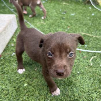 Terrier Dogs Available for Adoption in Jupiter, Florida - Nestle | PetCurious