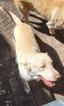 DALLAS -  Labrador Retriever Dog for Adoption in San Antonio, Texas - DALLAS | PetCurious