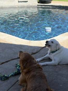 Great Pyrenees and Mixed Breed Dogs Available for Adoption in Fort Worth, Texas - Snowy | PetCurious