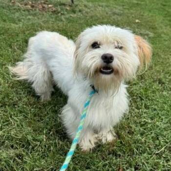 Oleander -  Maltese and Mixed Breed Dog for Adoption in Arlington, Virginia - Oleander | PetCurious