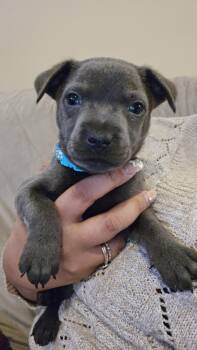 Rescue Weimaraner and Pit Bull Terrier Dogs for Adoption in Mt. Juliet, Tennessee - Derek | PetCurious