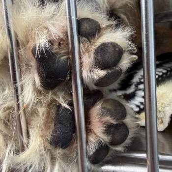 Wirehaired Terrier and Mixed Breed Dogs Available for Adoption - Elowen | PetCurious