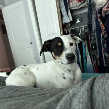 Rescue Australian Cattle Dog Blue Heeler Dogs for Adoption in Washington, Missouri - George | PetCurious