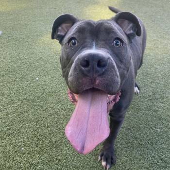 Pit Bull Terrier Dogs Available for Adoption in Greensboro, North Carolina - Ham Sammich | PetCurious