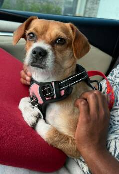 Chihuahua and Terrier Dogs Available for Adoption in Osteen, Florida - Bindi | PetCurious