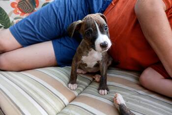 Hannah -  Terrier Dog for Adoption in Aurora, Illinois - Hannah | PetCurious