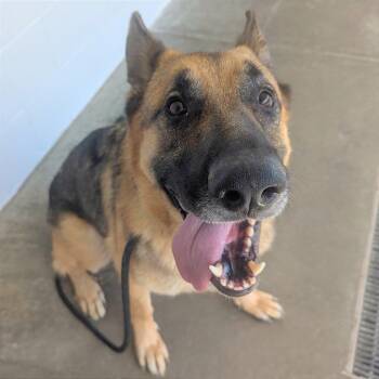 Zeus -  German Shepherd Dog Dog for Adoption in Evansville, Indiana - Zeus | PetCurious