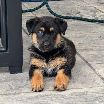 German Shepherd Dog Dogs Available for Adoption in Houston, Texas - Pluto | PetCurious