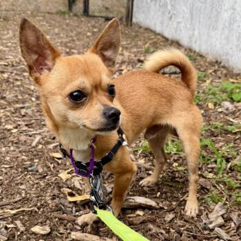 Peanut -  Chihuahua Dog for Adoption in Falls Church, Virginia - Peanut | PetCurious