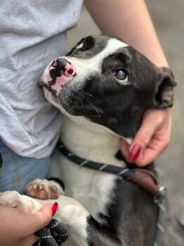 Panda -  Terrier Dog for Adoption in Cambridge, Maryland - Panda | PetCurious