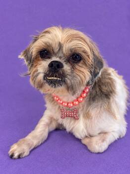 Traci -  Shih Tzu and Terrier Dog for Adoption in Lodi, California - Traci | PetCurious