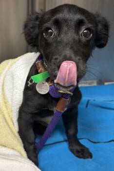 Terrier and Mixed Breed Dogs Available for Adoption - Brady | PetCurious