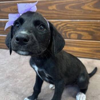 Tallulah -  Black Labrador Retriever and Hound Dog for Adoption in The Colony, Texas - Tallulah | PetCurious