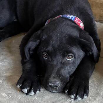 Labrador Retriever Dogs Available for Adoption in Briarcliff Manor, New York - Rose | PetCurious