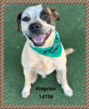 Rescue American Bully and Pit Bull Terrier Dogs for Adoption in Marietta, Georgia - KINGSTON | PetCurious