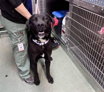 Mixed Breed Dogs Available for Adoption in Santa Fe, New Mexico - A174870 | PetCurious