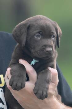 Kit Kat -  Chocolate Labrador Retriever Dog for Sale in Webster, Florida - Kit Kat | PetCurious