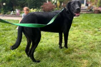 Vernors -  Great Dane and Border Collie Dog for Adoption in New Baltimore, Michigan - Vernors | PetCurious