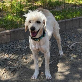 Mr. Pancake -  Poodle Dog for Adoption in Sonoma, California - Mr. Pancake | PetCurious