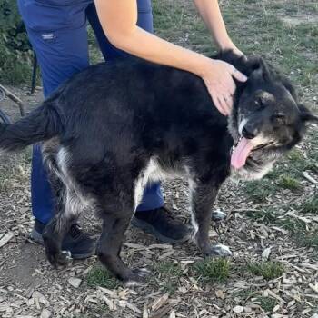 Hope -  Mixed Breed Dog for Adoption in Washougal, Washington - Hope | PetCurious
