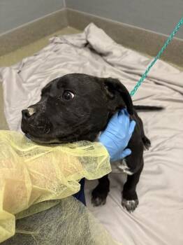 Pit Bull Terrier Dogs Available for Adoption - WILLY | PetCurious