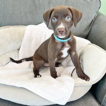 Prudence -  Labrador Retriever and Mixed Breed Dog for Adoption in Lewisville, Texas - Prudence | PetCurious