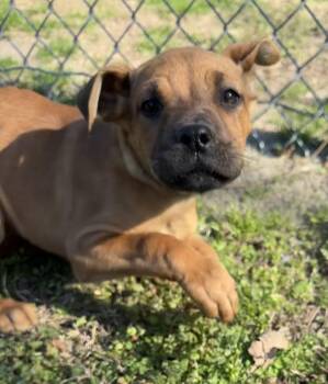 Boxer and Pit Bull Terrier Dogs Available for Adoption - Paisley | PetCurious
