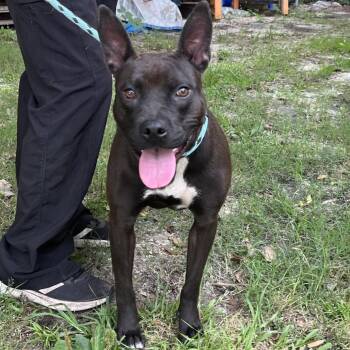 Maizie -  Mixed Breed Dog for Adoption in Summerville, South Carolina - Maizie | PetCurious