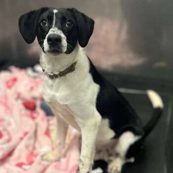Rescue Beagle Dogs for Adoption in Minnetonka, Minnesota - Bandit D67051 | PetCurious