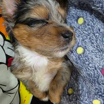 Mixed Breed Dogs Available for Adoption in Webster, Texas - Felipe | PetCurious