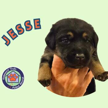 Cammie pup- Jesse -  Hound and Mixed Breed Dog for Adoption in Fairfax Station, Virginia - Cammie Pup- Jesse | PetCurious