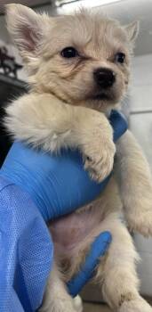 Siberian Husky and Mixed Breed Dogs Available for Adoption in Fort Worth, Texas - Theo | PetCurious