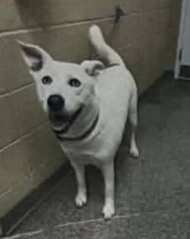 Lennie -  Husky Dog for Adoption in Fort Payne, Alabama - Lennie | PetCurious