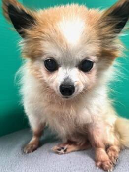 Charlie -  Chihuahua and Mixed Breed Dog for Adoption in Hawk Point, Missouri - Charlie | PetCurious