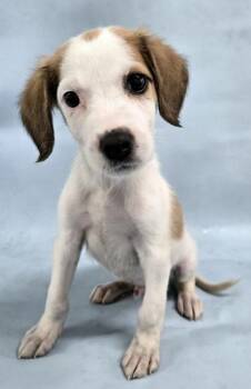 Prince -  Spaniel and Mixed Breed Dog for Adoption in Morton Grove, Illinois - Prince | PetCurious
