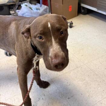 Pit Bull Terrier Dogs Available for Adoption - Strawberry Soda | PetCurious