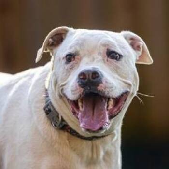 Rescue Pit Bull Terrier Dogs for Adoption in Decatur, Georgia - Casper (I Have A Secret Crush!) | PetCurious