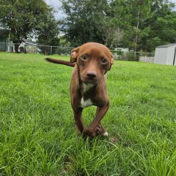 Copper -  Chihuahua and Rat Terrier Dog for Adoption in Valdosta, Georgia - Copper | PetCurious