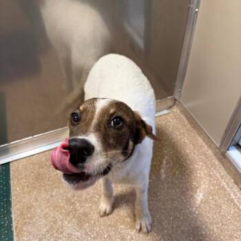 Roosevelt -  Mixed Breed Dog for Adoption in Sonoma, California - Roosevelt | PetCurious