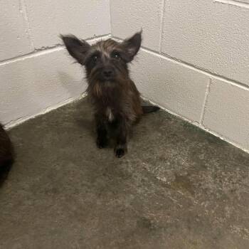 Lady -  Yorkshire Terrier Dog for Adoption in Semmes, Alabama - Lady | PetCurious