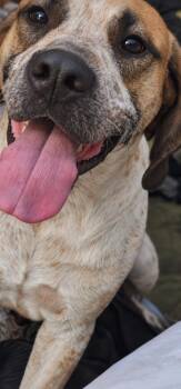 Grady -  English Coonhound and Treeing Walker Coonhound Dog for Adoption in Tulsa, Oklahoma - Grady | PetCurious