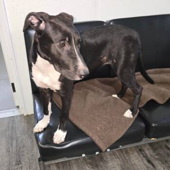 TESS -  Mixed Breed Dog for Adoption in Holton, Kansas - TESS | PetCurious